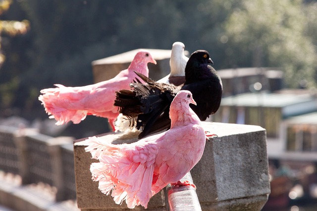快船96-87险胜魔术，赛后喜忧参半，泰伦卢影响琼斯与博格丹表现.