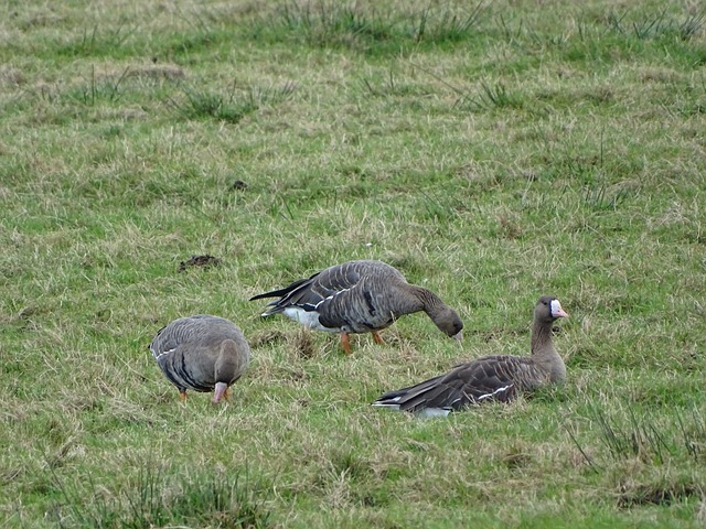 球员的突出 球员的突出